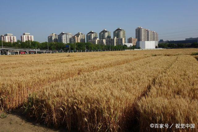 北京麦田(北京麦田音乐节)